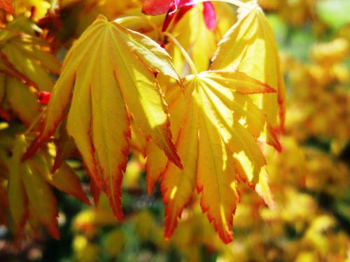 Acer palmatum 'Orange Dream' HORT'IS VIRIDIOS (R)