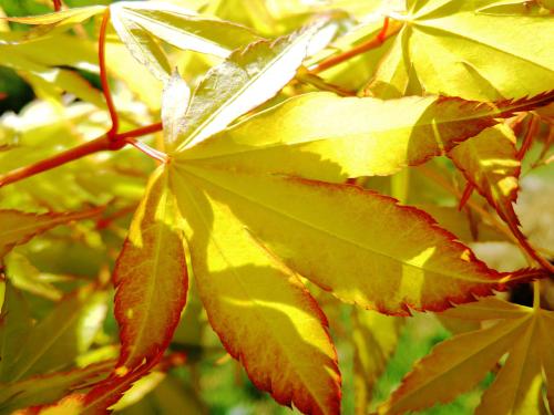 Acer palmatum 'Orange Dream' HORT'IS VIRIDIOS (R)