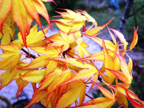 Acer palmatum 'Orange Dream' HORT'IS VIRIDIOS (R)