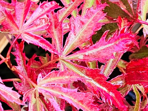 Acer palmatum 'Shirraz' HORT'IS VIRIDIOS (R)