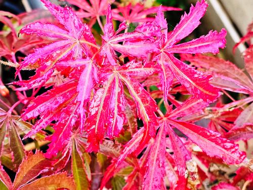 Acer palmatum 'Shirraz' HORT'IS VIRIDIOS (R)