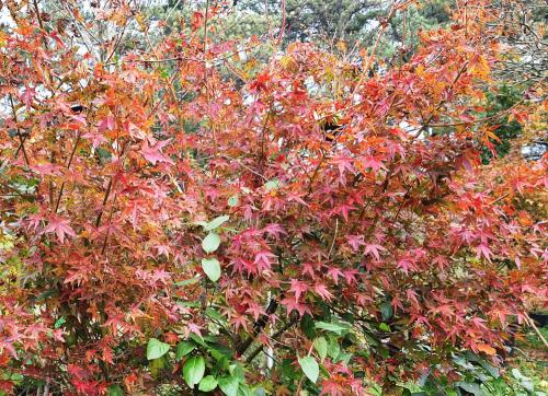 Acer palmatum ‘Ueno Yama‘  HORT'IS VIRIDIOS (R)