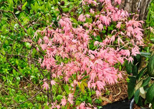 Acer palmatum 'Taylor' HORT'IS VIRIDIOS (R)