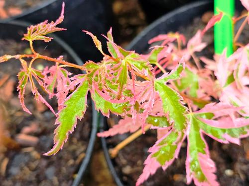 Acer palmatum 'Taylor' HORT'IS VIRIDIOS (R)