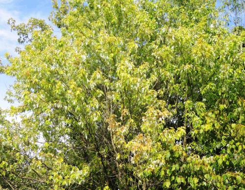 Acer saccharinum ‘Wieri’ HORT'IS VIRIDIOS (R)