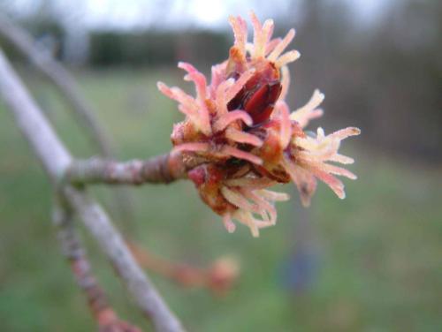 Acer saccharinum ‘Wieri’ HORT'IS VIRIDIOS (R)