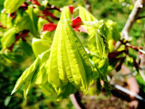 Acer shirawasanum 'Autumn Moon' HORT'IS VIRIDIOS (R)
