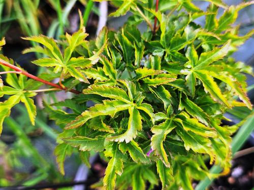 Acer palmatum 'Shishigashira' HORT'IS VIRIDIOS (R)