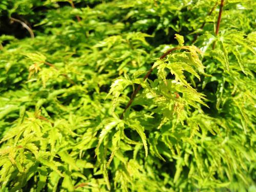Acer palmatum 'Shishigashira' HORT'IS VIRIDIOS (R)
