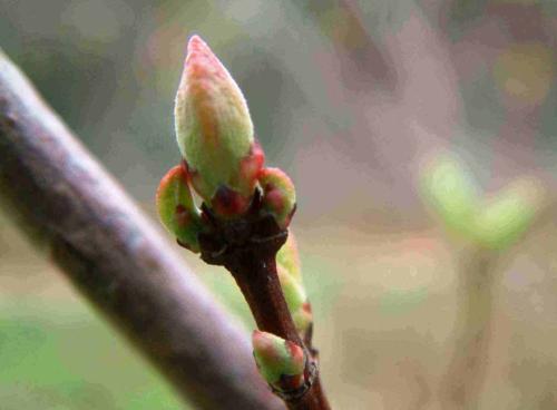 Acer tataricum ssp.ginnala HORT'IS VIRIDIOS (R)