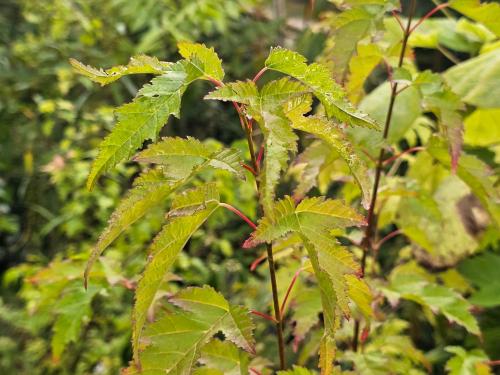 Acer tataricum ssp.ginnala HORT'IS VIRIDIOS (R)