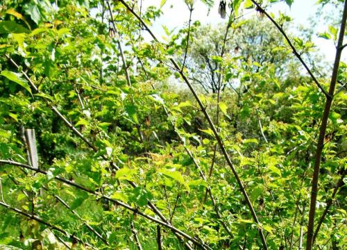 Acer tataricum ssp.ginnala HORT'IS VIRIDIOS (R)