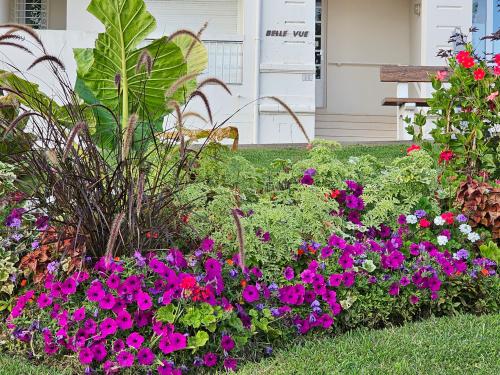 Alocasia macrorrhiza HORT'IS VIRIDIOS (R)