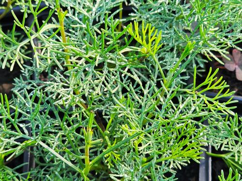 Artemisia abrotanum var. maritima  HORT'IS VIRIDIOS (R)