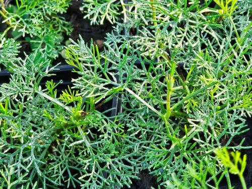 Artemisia abrotanum var. maritima  HORT'IS VIRIDIOS (R)