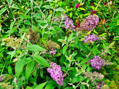 Buddleja davidii 'Flutterby Pink' HORT'IS VIRIDIOS (R)