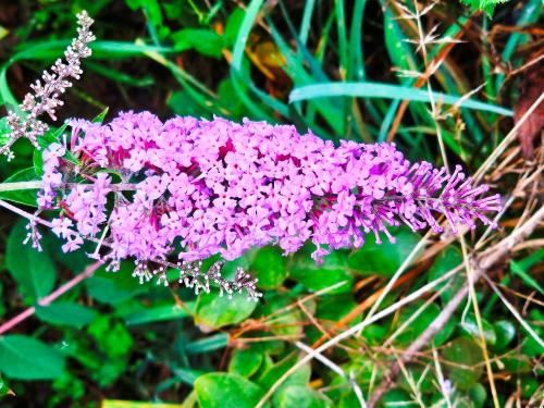 Buddleja davidii 'Flutterby Pink' HORT'IS VIRIDIOS (R)