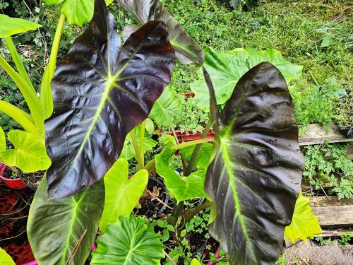 Colocasia esculenta  HORT'IS VIRIDIOS (R)