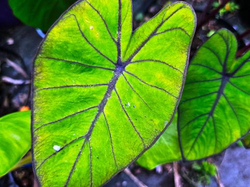Colocasia esculenta  HORT'IS VIRIDIOS (R)
