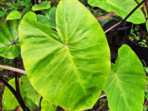 Colocasia esculenta  HORT'IS VIRIDIOS (R)