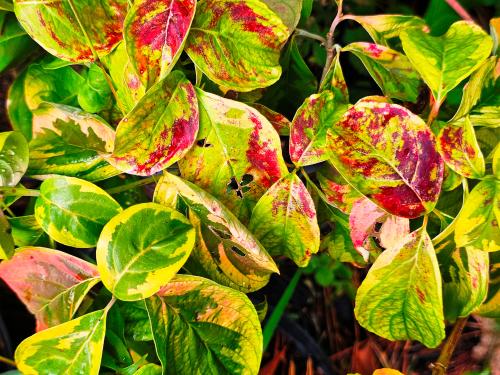 Cornus florida 'Cherockee Sunset' HORT'IS VIRIDIOS (R)
