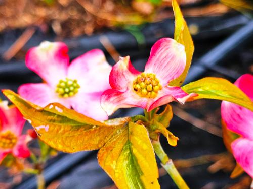 Cornus florida 'Cherockee Sunset' HORT'IS VIRIDIOS (R)