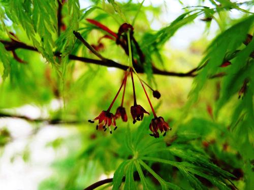 Acer palmatum dissectum ‘Flavescens‘  HORT'IS VIRIDIOS (R)
