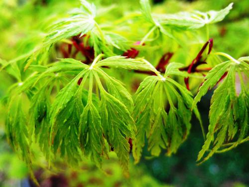 Acer palmatum dissectum ‘Flavescens‘  HORT'IS VIRIDIOS (R)