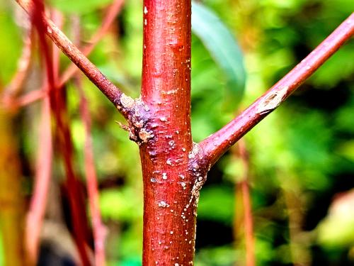 Eucalyptus deglupta HORT'IS VIRIDIOS (R)