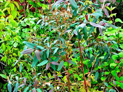 Eucalyptus deglupta HORT'IS VIRIDIOS (R)