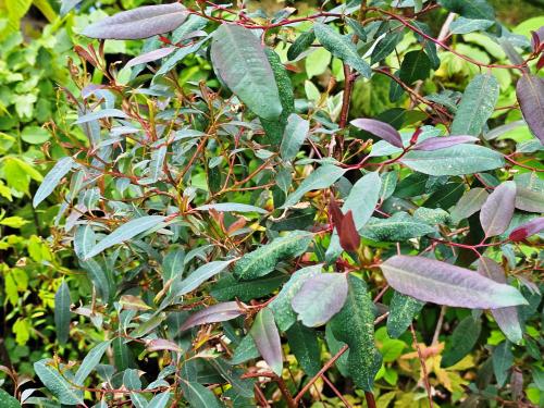 Eucalyptus deglupta HORT'IS VIRIDIOS (R)