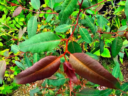 Eucalyptus deglupta HORT'IS VIRIDIOS (R)