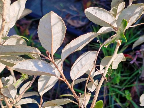 Elaeagnus X ebbingei ‘Compacta’ HORT'IS VIRIDIOS (R)