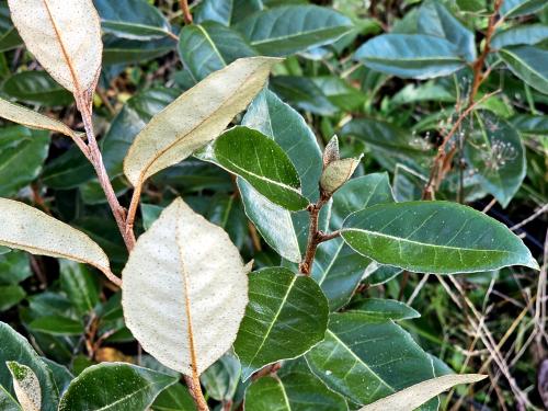 Elaeagnus X ebbingei ‘Compacta’ HORT'IS VIRIDIOS (R)