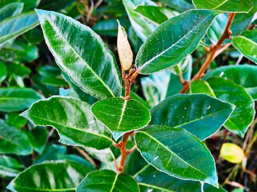 Elaeagnus X ebbingei ‘Compacta’ HORT'IS VIRIDIOS (R)