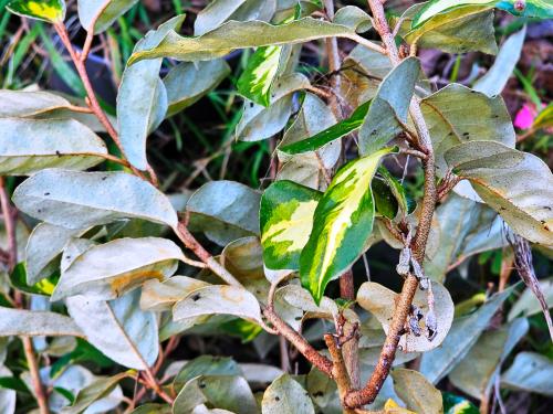 Elaeagnus X ebbingei ‘Limelight’ HORT'IS VIRIDIOS (R)