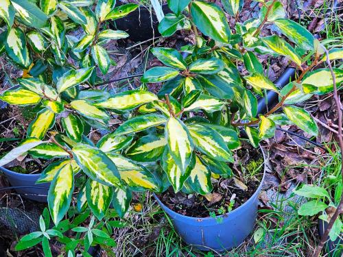 Elaeagnus X ebbingei ‘Limelight’ HORT'IS VIRIDIOS (R)