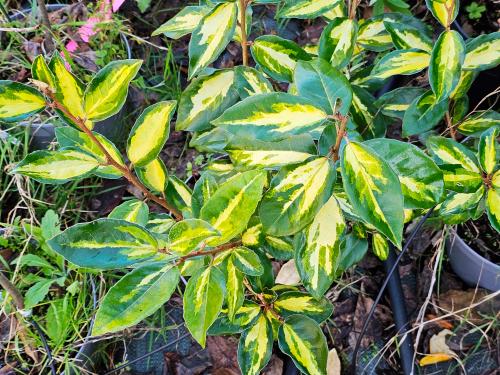 Elaeagnus X ebbingei ‘Limelight’ HORT'IS VIRIDIOS (R)