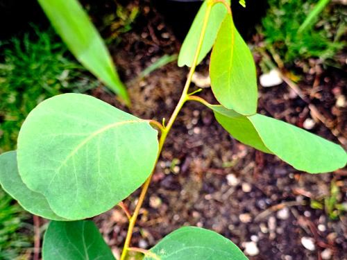 Eucalyptus camphora  HORT'IS VIRIDIOS (R)