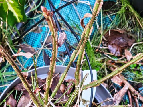 Euonymus alatus  HORT'IS VIRIDIOS (R)