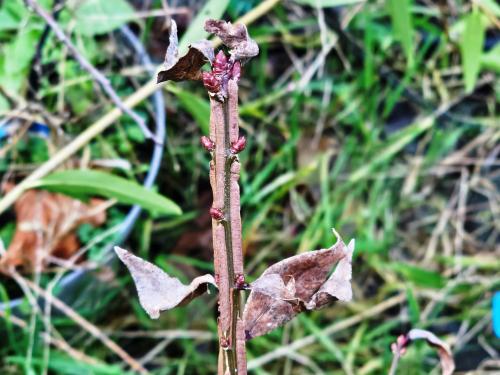 Euonymus alatus  HORT'IS VIRIDIOS (R)