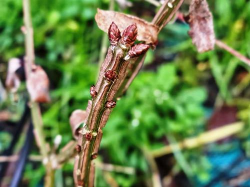 Euonymus alatus  HORT'IS VIRIDIOS (R)