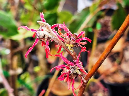 Hammamelis X intermedia ‘Diane’ HORT'IS VIRIDIOS (R)