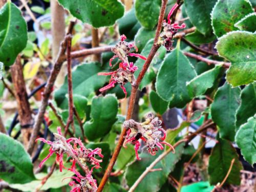 Hammamelis X intermedia ‘Diane’ HORT'IS VIRIDIOS (R)