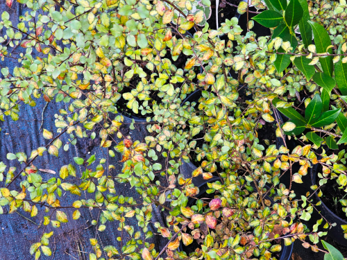 Pittosporum tenuifolium ‘Donovan Gold’ HORT'IS VIRIDIOS (R)