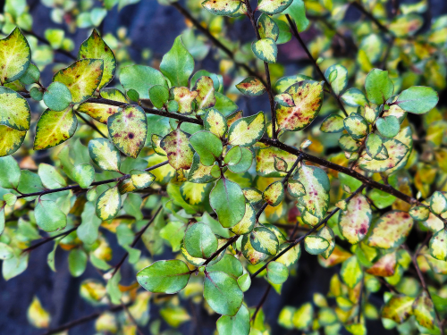 Pittosporum tenuifolium ‘Donovan Gold’ HORT'IS VIRIDIOS (R)