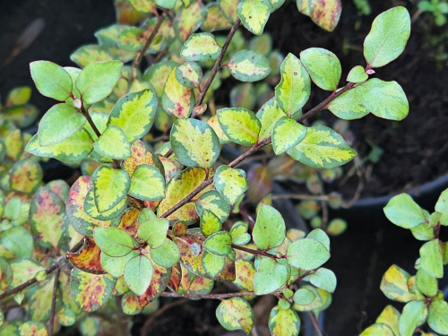 Pittosporum tenuifolium ‘Donovan Gold’ HORT'IS VIRIDIOS (R)