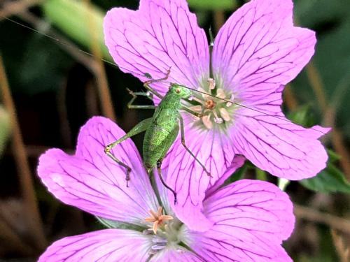 Geranium endressii HORT'IS VIRIDIOS (R)