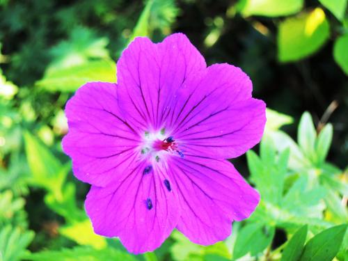 Geranium sanguineum HORT'IS VIRIDIOS (R)