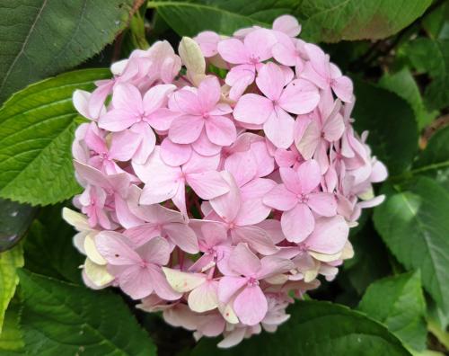Hydrangea macrophylla 'Domotoi' HORT'IS VIRIDIOS (R)